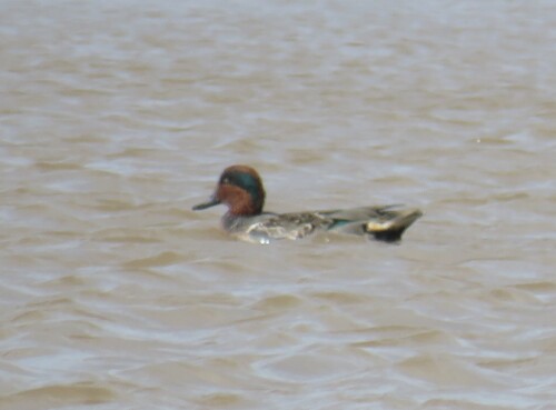 Green-winged Teal