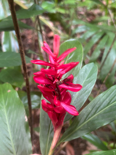 Alpinia observed 2026-10-26
