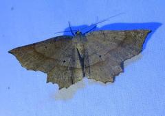 Euchlaena pectinaria