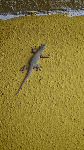 Hemidactylus platyurus observed 2026-10-27