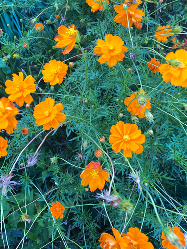Cosmos sulphureus observed 2026-10-27