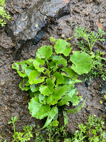 Centella asiatica observed 2026-10-27