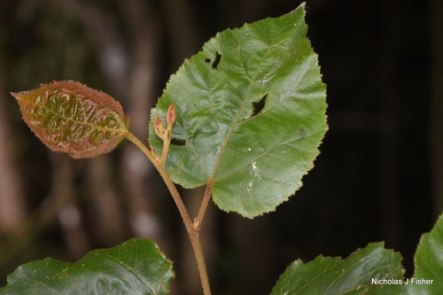 Commersonia bartramia observed 2026-10-24