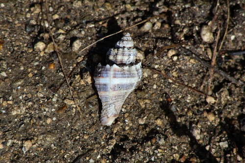 Melongena corona johnstonei, 2026-10-26