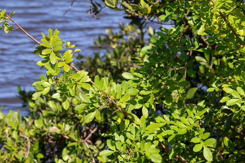 Schinus terebinthifolia observed 2026-10-26