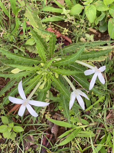 Hippobroma longiflora observed 2026-10-27