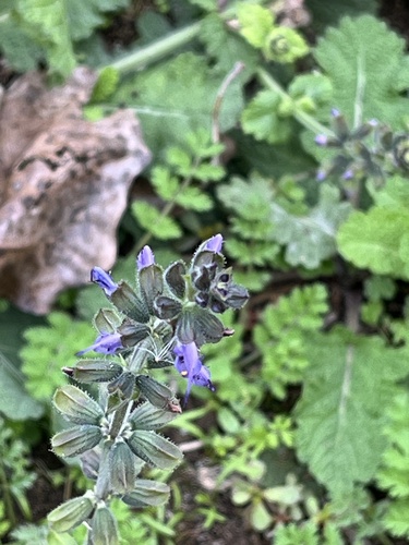 Verbenaceae observed 2026-10-27