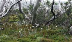 Eucalyptus pauciflora niphophila
