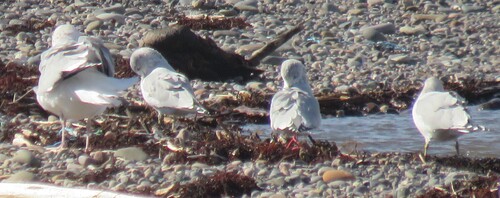 Ring-billed Gull