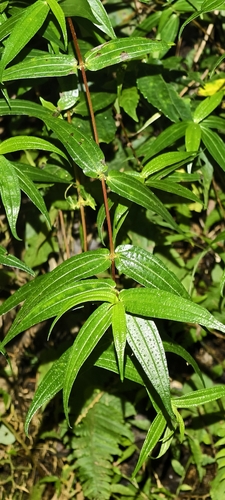Gonostegia triandra observed 2026-10-27