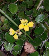Goodenia hederacea alpestris