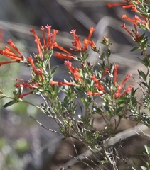 Bouvardia ternifolia