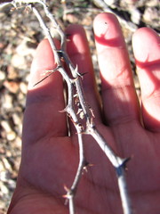 Mimosa aculeaticarpa biuncifera