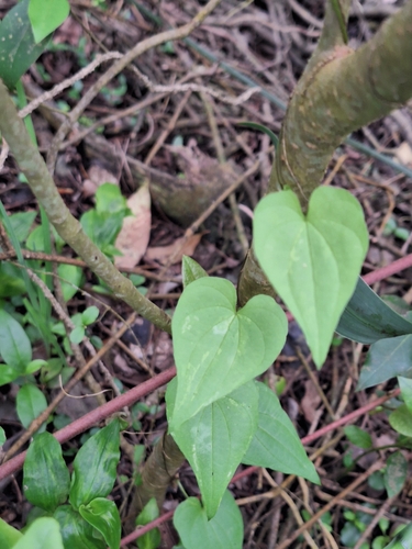 Dioscorea observed 2026-10-26