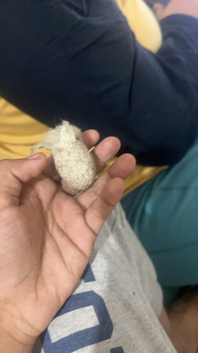 Paphia observed 2026-10-27