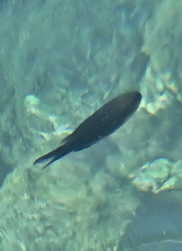 Chromis observed 2026-10-27