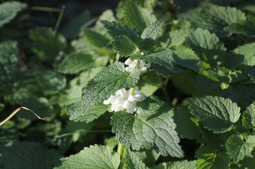 Lamium album observed 2026-10-27