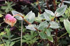 Pimelea ligustrina ciliata