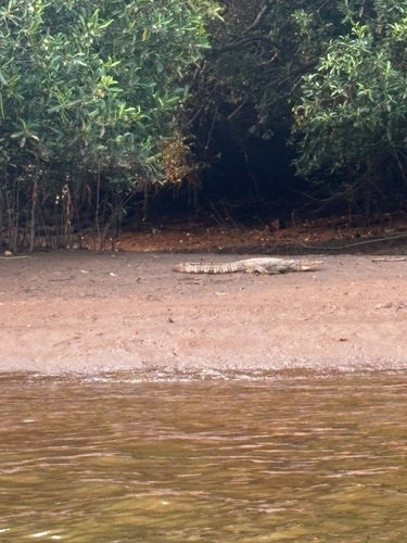Crocodylus observed 2026-10-27