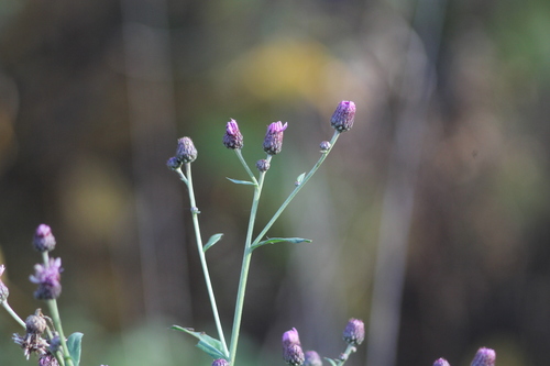 Cirsium arvense observed 2026-10-27