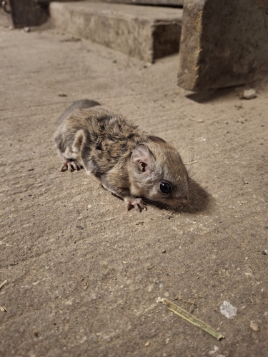 Glaucomys volans observed 2026-10-26
