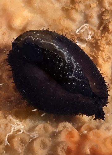 Palmadusta clandestina observed 2026-10-27