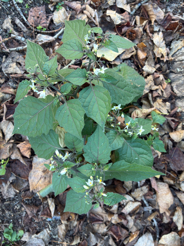 Solanum nigrum observed 2026-10-27