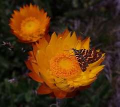 Chrysolarentia chrysocyma