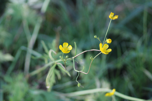 Ranunculus acris observed 2026-10-27