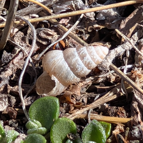 Cochlicella barbara observed 2026-10-27