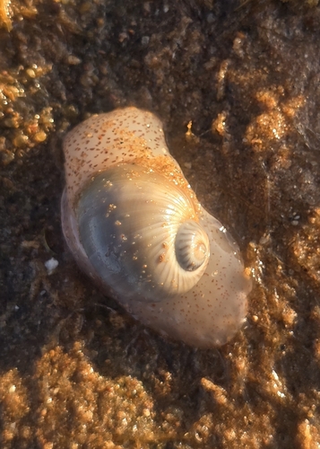 Notocochlis gualteriana observed 2026-10-27