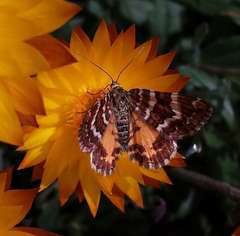 Chrysolarentia polycarpa