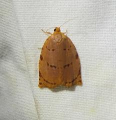 Archips rileyana