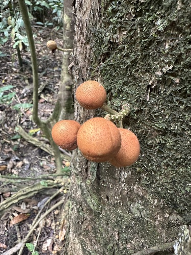 Dysoxylum observed 2026-10-26