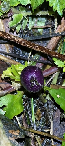 Lobelia nummularia observed 2026-10-27