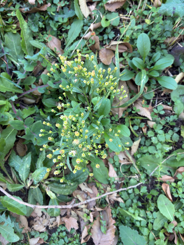 Erigeron canadensis observed 2026-10-27