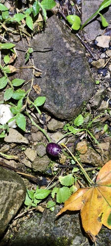 Lobelia nummularia observed 2026-10-27