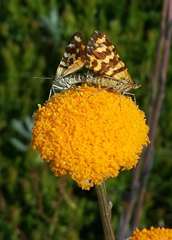 Chrysolarentia polycarpa