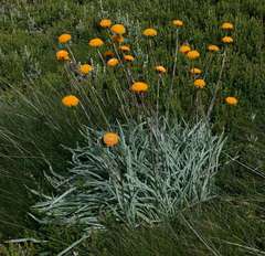 Chrysolarentia polycarpa