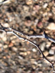 Mimosa aculeaticarpa biuncifera
