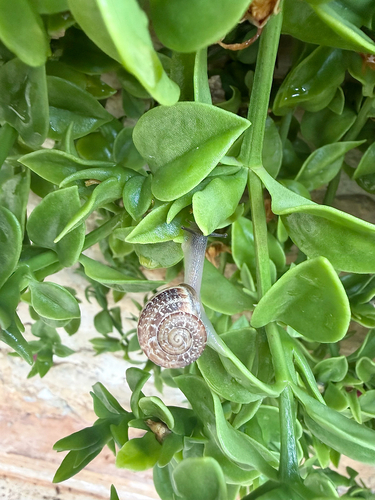 Eobania vermiculata, 2026-10-27