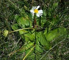 Brachyscome decipiens