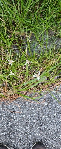 Rhynchospora colorata observed 2026-10-27