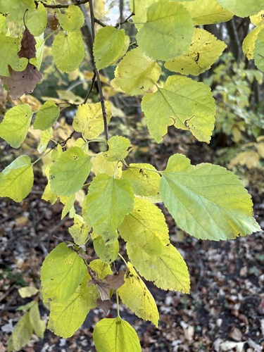 Morus alba observed 2026-10-26