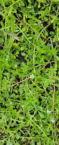 Bacopa monnieri observed 2026-10-27