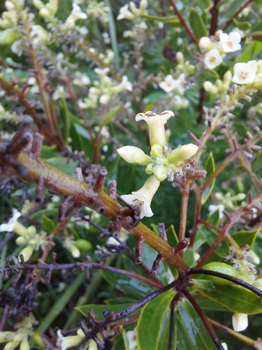 Daphne observed 2026-10-27