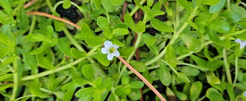 Bacopa monnieri observed 2026-10-27
