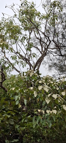 Aleurites moluccanus observed 2026-10-27