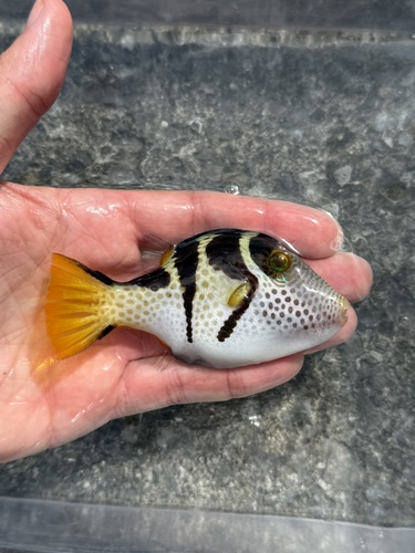 Canthigaster valentini observed 2026-10-27