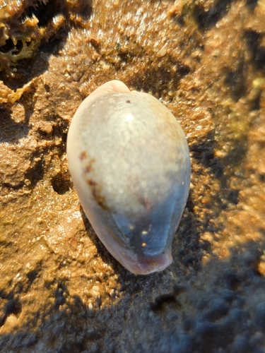 Cypraea subviridis observed 2026-10-27